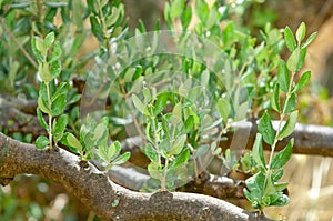 Mediterranean olive trees and olive branches with copy space