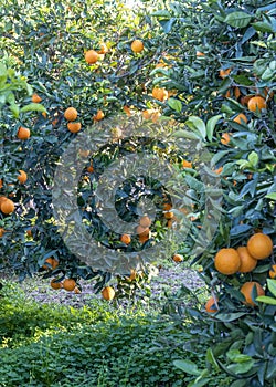 Mediterranean orange grove