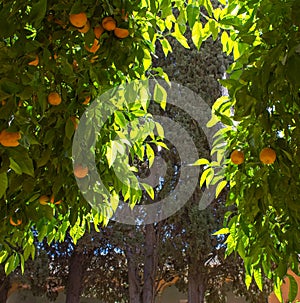 Mediterranean oranges view of secret garden through the trees