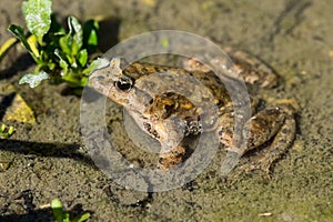 Mediterranean Painted Frog resting in mud and water