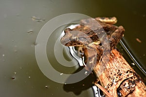 Mediterranean Painted Frog resting on a bamboo stick floating in a water pond