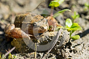 Mediterranean Painted Frog resting in mud and water