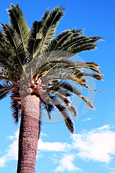 Mediterranean Palm Tree