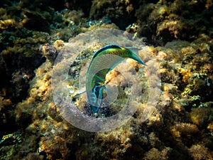 Mediterranean Peacock Wrasse