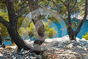 Mediterranean pine in calanque of Cassis, France photo