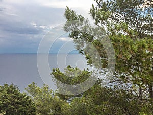 Mediterranean pine with calm sea during summer evening in Ibiza