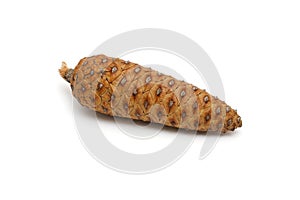 Mediterranean pine tree cone