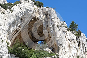 Mediterranean pine tree growing on white limestone rocks and cliffs in Calanques national park, Provence, France