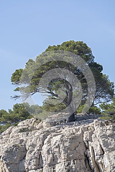 Mediterranean pine tree growing on white limestone rocks and cliffs in Calanques national park, Provence, France