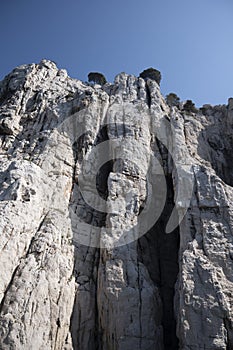 Mediterranean pine tree growing on white limestone rocks and cliffs in Calanques national park, Provence, France