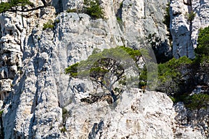 Mediterranean pine tree growing on white limestone rocks and cliffs in Calanques national park, Provence, France