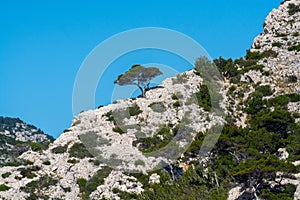 Mediterranean pine tree growing on white limestone rocks and cliffs in Calanques national park, Provence, France