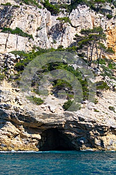 Mediterranean pine tree growing on white limestone rocks and cliffs in Calanques national park, Provence, France