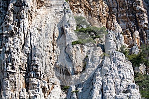 Mediterranean pine tree growing on white limestone rocks and cliffs in Calanques national park, Provence, France