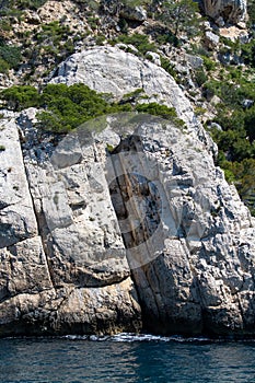 Mediterranean pine tree growing on white limestone rocks and cliffs in Calanques national park, Provence, France