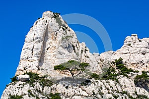 Mediterranean pine tree growing on white limestone rocks and cliffs in Calanques national park, Provence, France