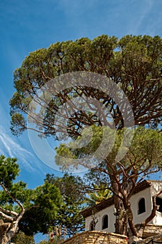 Mediterranean pine tree growing on white limestone rocks and cliffs in Calanques national park, Provence, France