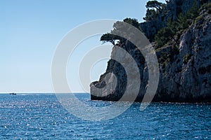 Mediterranean pine tree growing on white limestone rocks and cliffs in Calanques national park, Provence, France