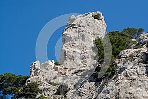 Mediterranean pine tree growing on white limestone rocks and cliffs in Calanques national park, Provence, France