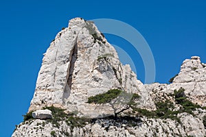 Mediterranean pine tree growing on white limestone rocks and cliffs in Calanques national park, Provence, France