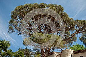 Mediterranean pine tree growing on white limestone rocks and cliffs in Calanques national park, Provence, France