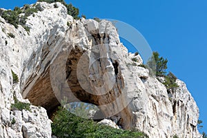 Mediterranean pine tree growing on white limestone rocks and cliffs in Calanques national park, Provence, France