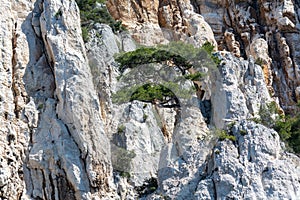 Mediterranean pine tree growing on white limestone rocks and cliffs in Calanques national park, Provence, France