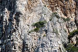 Mediterranean pine tree growing on white limestone rocks and cliffs in Calanques national park, Provence, France