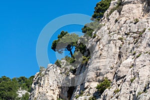 Mediterranean pine tree growing on white limestone rocks and cliffs in Calanques national park, Provence, France