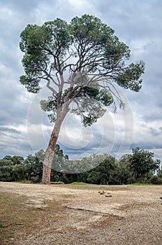 Mediterranean pine tree
