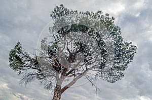 Mediterranean pine tree