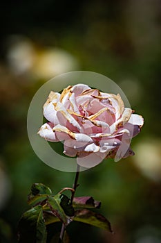 Mediterranean Pink Rose Macro Closeup