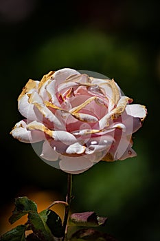 Mediterranean Pink Rose Macro Closeup