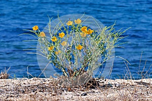 Mediterranean plant with yellow flowers on a dune of Tristinika beach, Toroni
