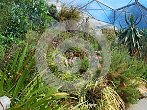 Mediterranean plants at the Eden Project, Cornwall