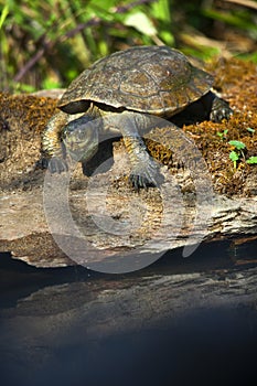 Mediterranean Pond Turtle, MonfragÃÂ¼e National Park, Spain photo