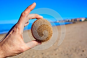 Mediterranean Posidonia beach in alicante Denia photo