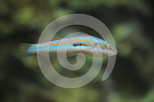 Mediterranean rainbow wrasse