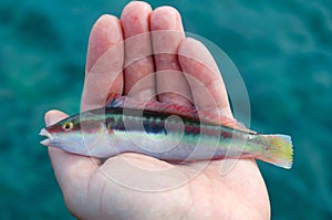 Mediterranean rainbow wrasse