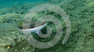 Mar Mediterráneo arcoíris labio submarino Egeo el mar grecia 