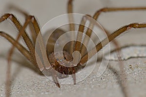 Mediterranean recluse spider