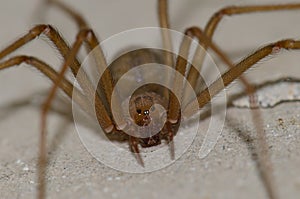 Mediterranean recluse spider photo