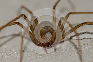 Mediterranean recluse spider photo