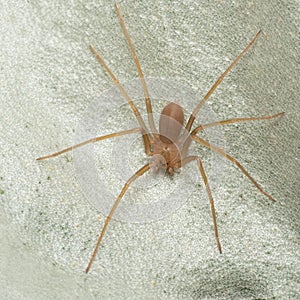 Mediterranean recluse spider, violin spider Loxosceles rufescens