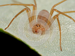 Mediterranean recluse spider, violin spider Loxosceles rufescens