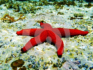 Mediterranean Red Sea Star - Echinaster sepositus