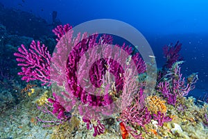 Mediterranean Red Seafan