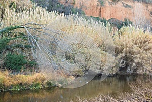 Mediterranean river in winter ambient vegetation