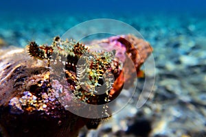 Mediterranean rock seastar - Coscinasterias tenuispina