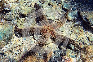 Mediterranean rock seastar - Coscinasterias tenuispina